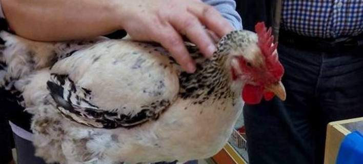 Κότα στον Πόρο έκανε αυγό – «γίγαντα»