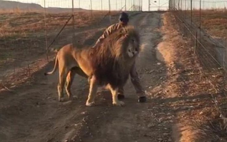 Το λιοντάρι που περπατά μόνο όταν το χαϊδεύουν