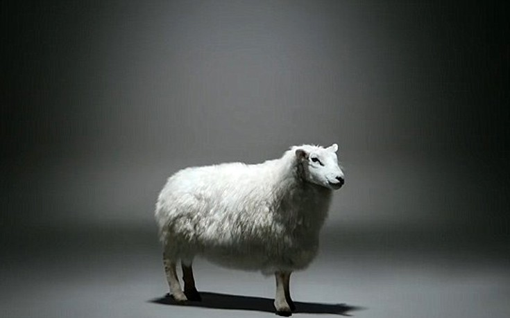 Πρόβατο-μοντέλο πρωταγωνιστεί σε καμπάνια ρούχων γνωστής εταιρείας