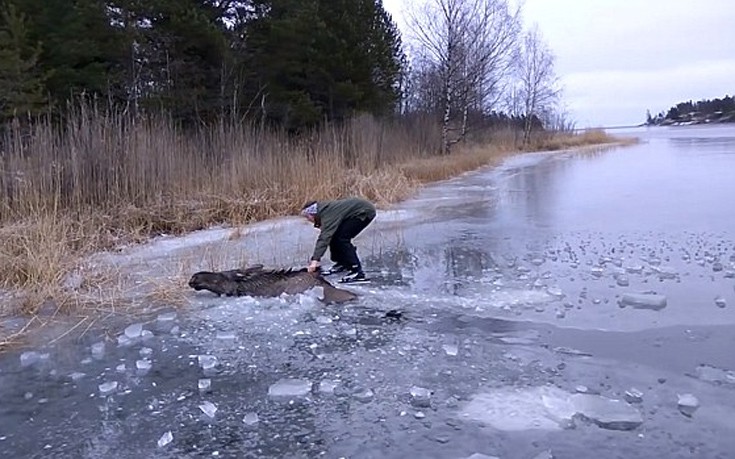 Αγωνιώδης διάσωση ελαφιού μέσα από παγωμένη λίμνη