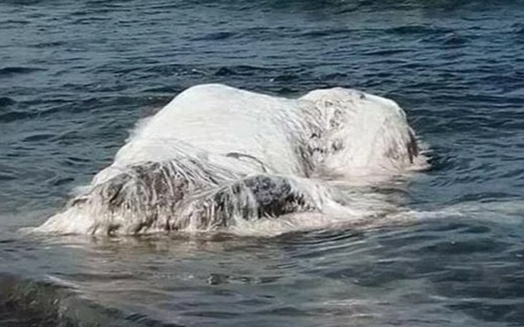 Τι είναι τελικά το μυστηριώδες πλάσμα που ξεβράστηκε σε ακτή των Φιλιππίνων