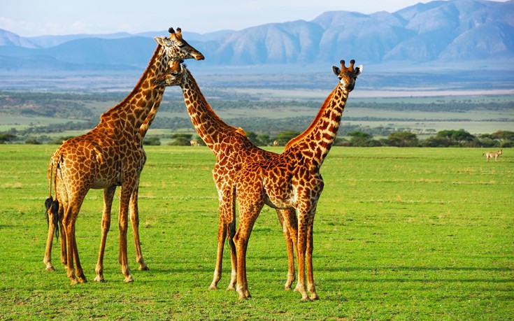 shutterstock_89886226 shutterstock_89886226