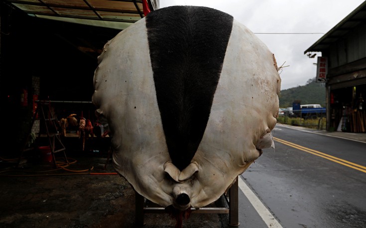 skphotreu8 skphotreu8