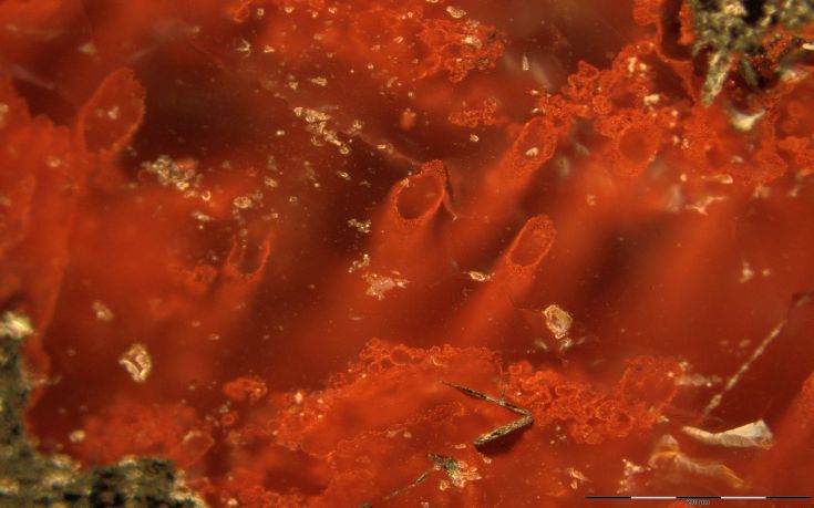 Ανακαλύφθηκαν τα αρχαιότερα απολιθώματα μικροοργανισμών στη Γη