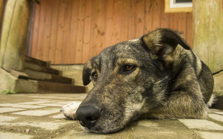 Καταδικάστηκε ο Χανιώτης που εντοπίστηκε να σκοτώνει σκύλους