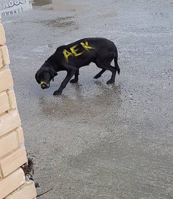 σκυλακι σκυλακι