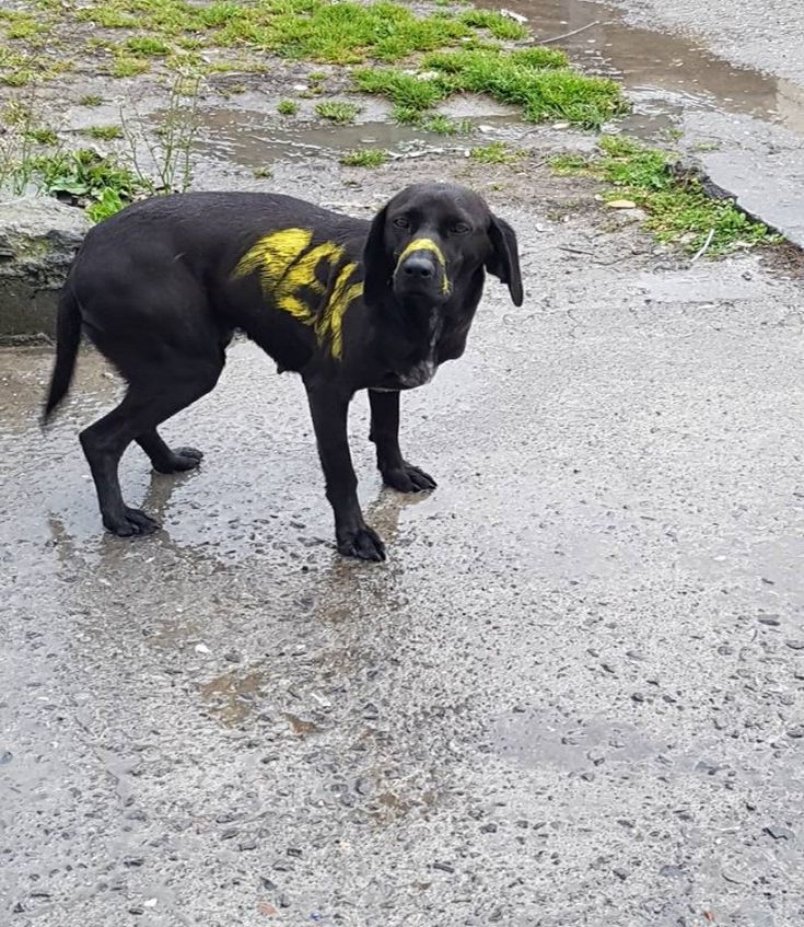 σκυλος αεκ σκυλος αεκ