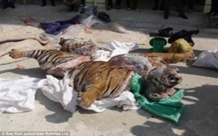 251C9A4F00000578-0-image-a-19_1422362131129 251C9A4F00000578-0-image-a-19_1422362131129