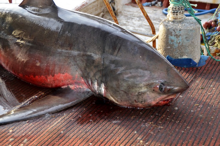 Καρχαρία τεσσάρων μέτρων έβγαλε ψαράς στη Νέα Κίο