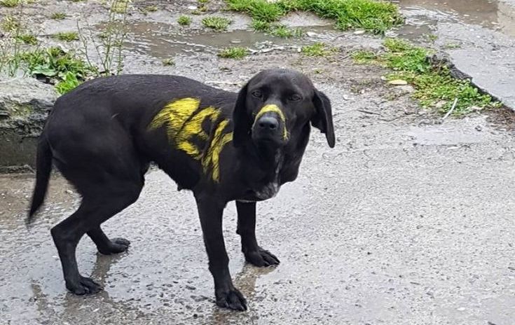 Τι απαντά η ΑΕΚ για τον σκύλο που έβαψαν με σπρέι