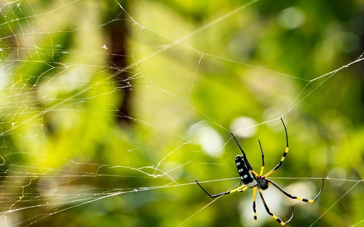 ΑΡΑΧΝΗ ΙΣΤΟΣ ΑΡΑΧΝΗ ΙΣΤΟΣ
