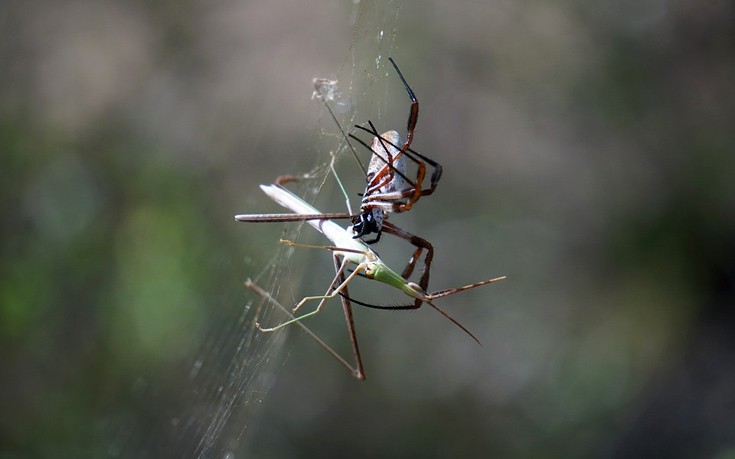 ΑΡΑΧΝΗ ΙΣΤΟΣ ΑΡΑΧΝΗ ΙΣΤΟΣ