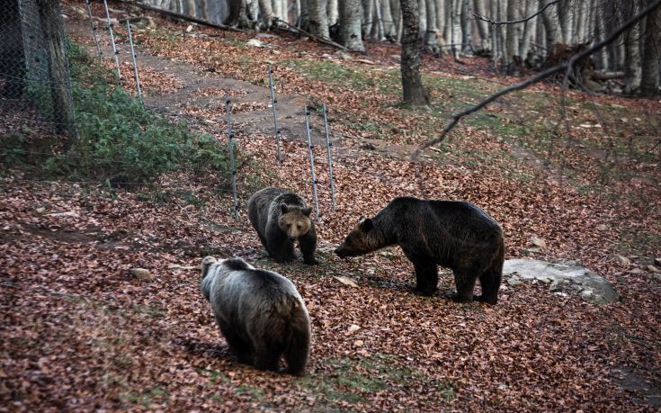 Ήρθε η άνοιξη και οι αρκούδες ξύπνησαν