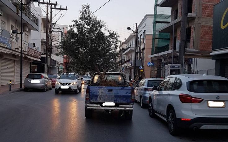 Έβγαλε βόλτα την… ελιά με την καρότσα