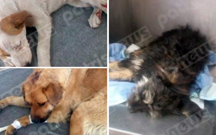 Σκυλιά με σφαίρες και σφυριές στο κεφάλι στην Ηλεία