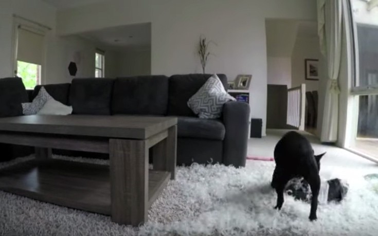 Τι κάνει ένα μπουλντόγκ μόνο του στο σαλόνι