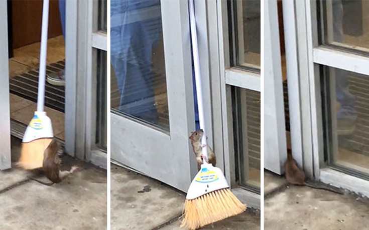Το θαρραλέο ποντίκι που επιμένει να μπει σε κτίριο