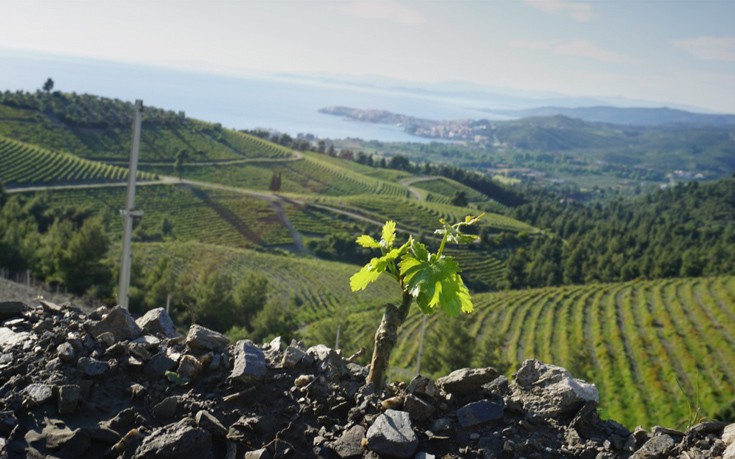 Ένα Μεγάλο Χρυσό για ένα Μεγάλο Λευκό στον «17ο Διεθνή Διαγωνισμό Οίνου και Αποσταγμάτων Θεσσαλονίκης»