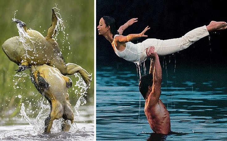 Το Dirty Dancing των βατράχων