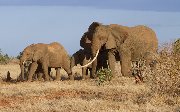 Σπάνιος ελέφαντας με γιγάντιους χαυλιόδοντες βρέθηκε νεκρός στην Κένυα