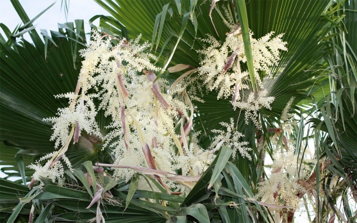 Πώς μοιάζουν γνωστά φαγητά κατά την διάρκεια της καλλιέργειάς τους