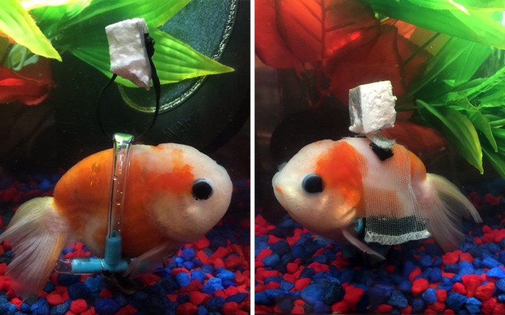 Έφτιαξε μίνι αναπηρικό καροτσάκι για ένα άτυχο χρυσόψαρο