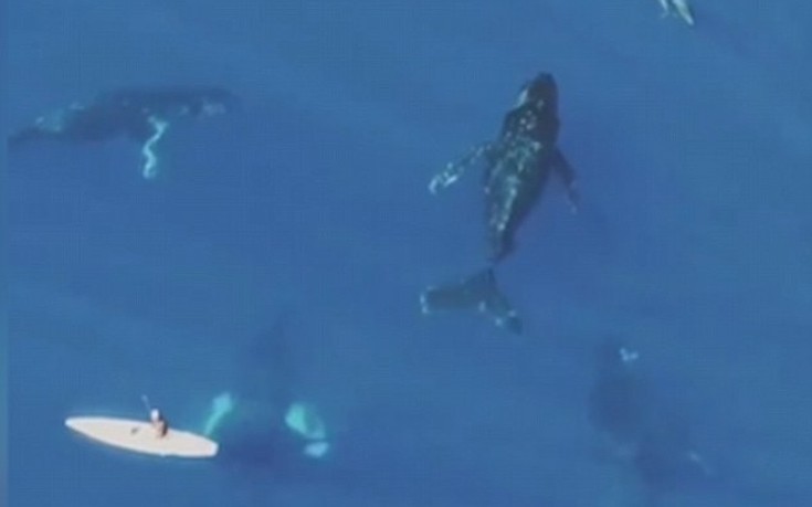 Στο νερό μαζί με γιγάντιες φάλαινες