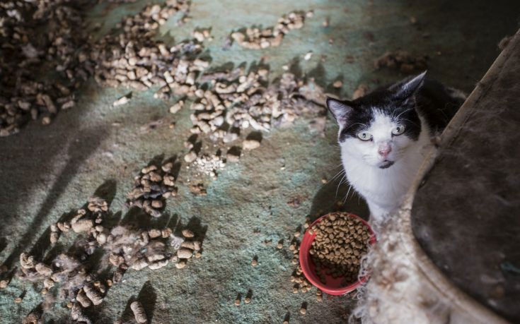 Πόση ώρα χρειάζονται τα θηλαστικά για να… κάνουν την ανάγκη τους