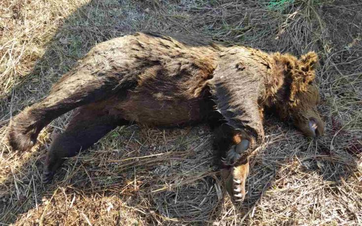 Αρκούδα εντοπίστηκε νεκρή στο Βροντερό Φλώρινας