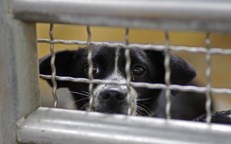 Η Ταϊβάν τερματίζει τη σφαγή σκύλων και γατών για ανθρώπινη κατανάλωση