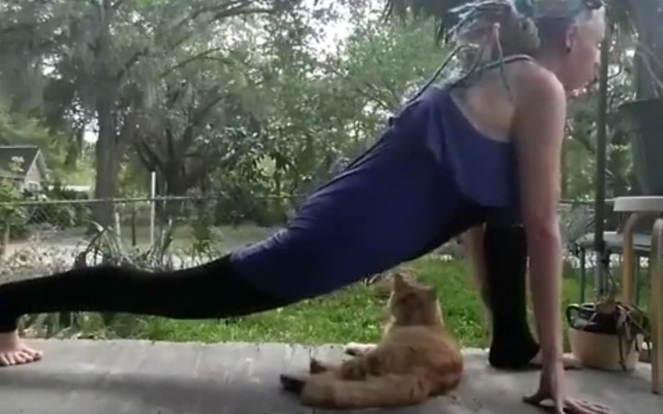 Η γιόγκα και η αντίδραση της γάτας