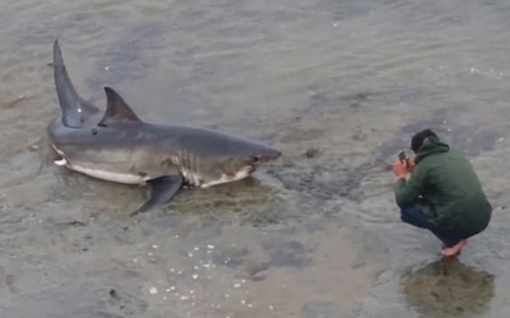 karxarias2 karxarias2