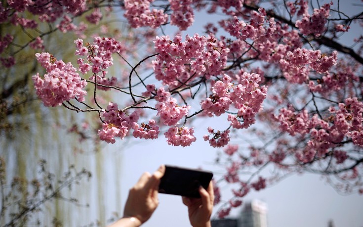 Άνθισαν ξανά οι περίφημες κερασιές στο Τόκιο