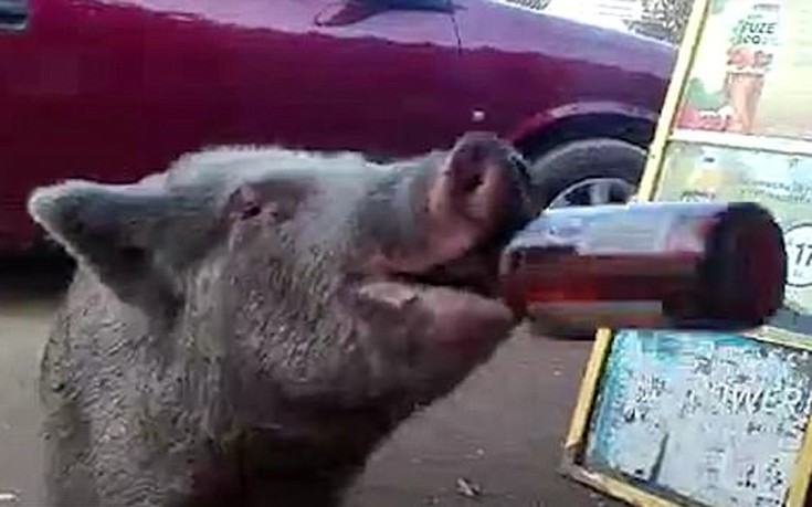 Το γουρούνι που κατεβάζει μπίρες στο λεπτό προκαλεί αντιδράσεις