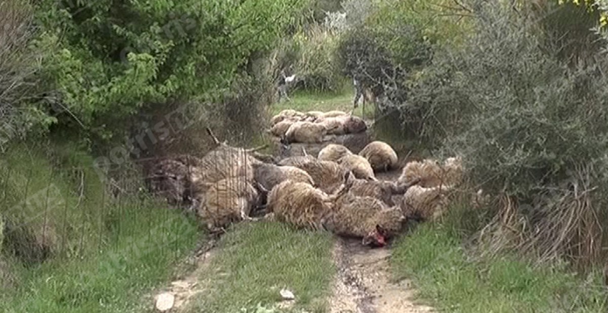 Σφαγή 51 προβάτων στο χωριό Άγναντα της Πηνείας