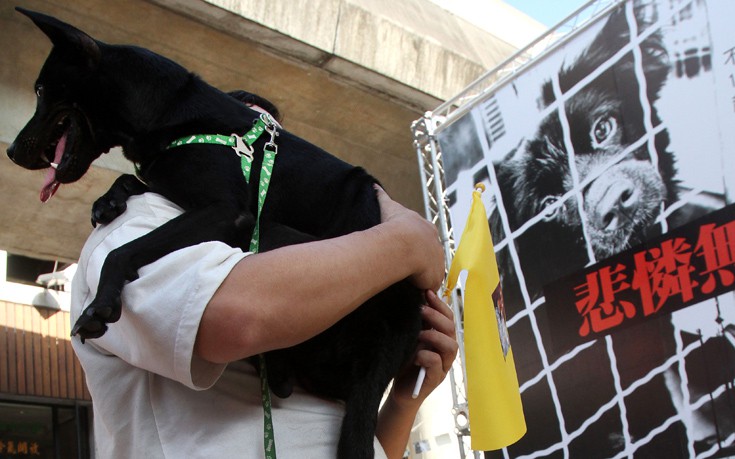 Εκτός νόμου η κατανάλωση κρέατος σκύλου και γάτας στην Ταϊβάν