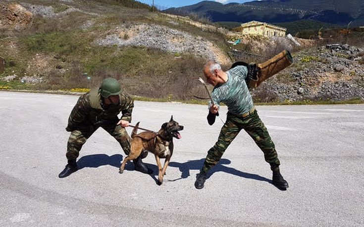 Οι εντυπωσιακοί σκύλοι «μαχητές» του ελληνικού Στρατού