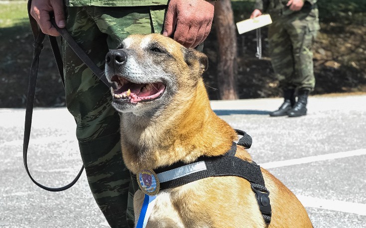 Οι Ένοπλες Δυνάμεις βράβευσαν σκυλίτσα που γέννησε 43 επίλεκτα κουτάβια