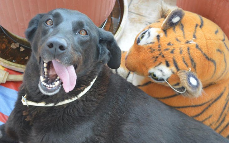 17862359_1440063426046632_6216633435610588465_n 17862359_1440063426046632_6216633435610588465_n