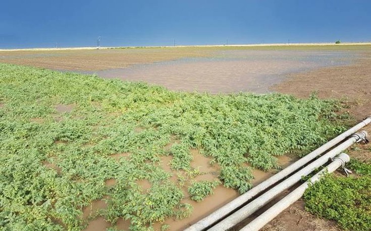 Καταστράφηκαν χιλιάδες στρέμματα καλλιεργειών από τις νεροποντές
