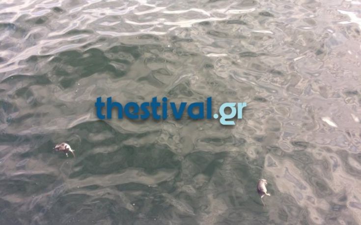 Ψόφια ποντίκια στον Θερμαϊκό!