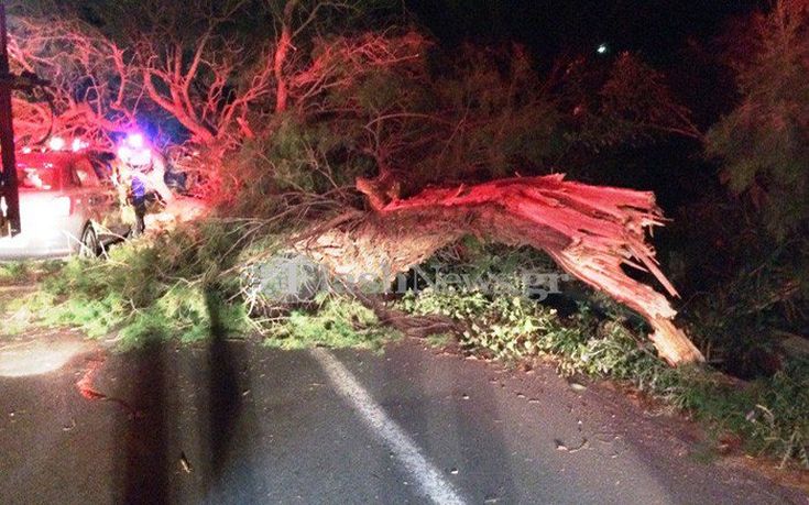 dentro-aftokinito-platrani-soudas-02 dentro-aftokinito-platrani-soudas-02