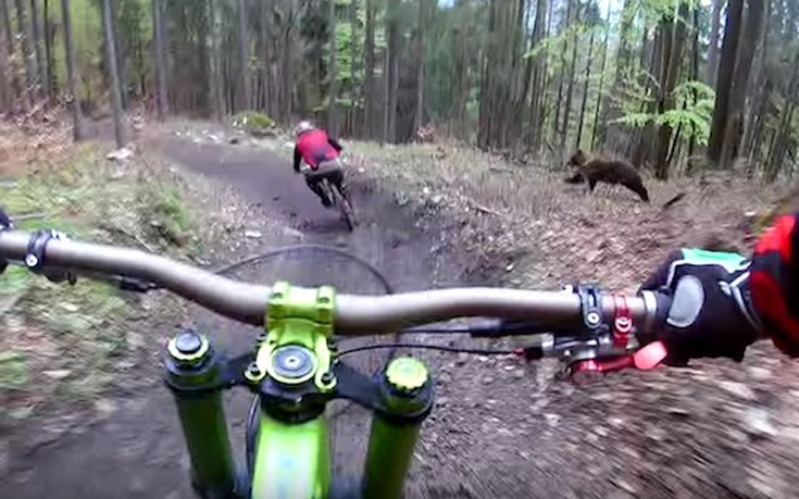 Αρκούδα διακόπτει τη βόλτα ποδηλατών και αρχίζει το κυνήγι