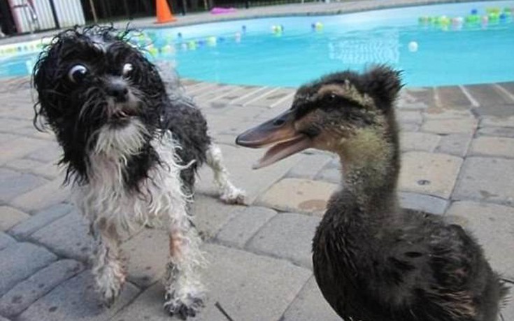 Σκύλοι τρομοκρατούνται με τα πιο απίθανα πράγματα
