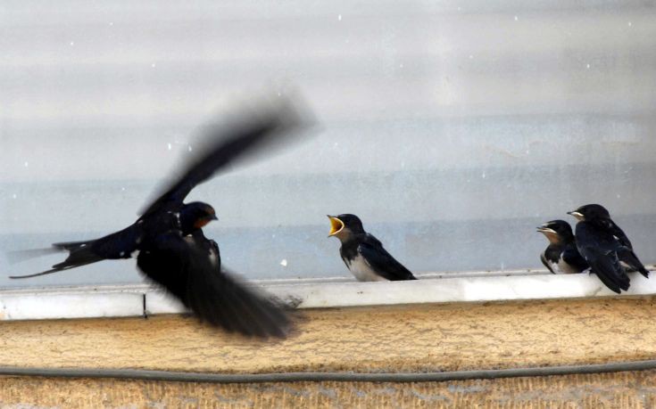 Απειλείται ο προάγγελος της άνοιξης