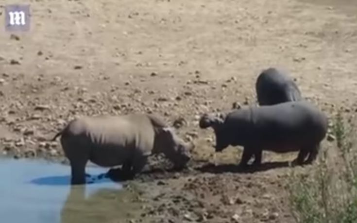 Ιπποπόταμος πνίγει ρινόκερο που αρνήθηκε να φύγει από το νερόλακκο του