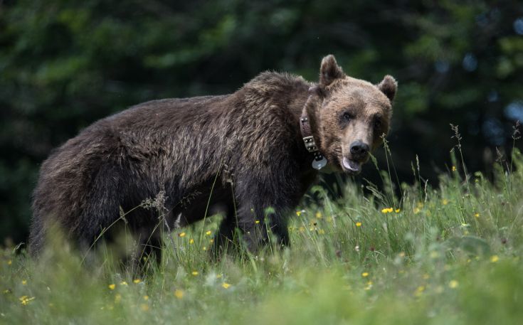 Νεκρή αρκούδα στο δρόμο Αμυνταίου-Καστοριάς