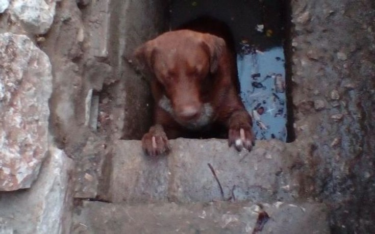 Σκύλος απεγκλωβίστηκε από φρεάτιο στη Λαμία
