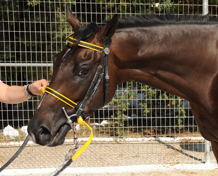 gioutokntoumi2 gioutokntoumi2