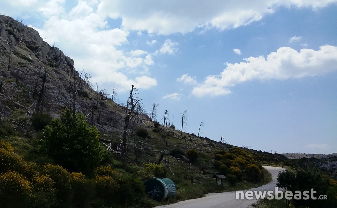 Τι απέγινε η Πάρνηθα 10 χρόνια μετά την καταστροφική πυρκαγιά